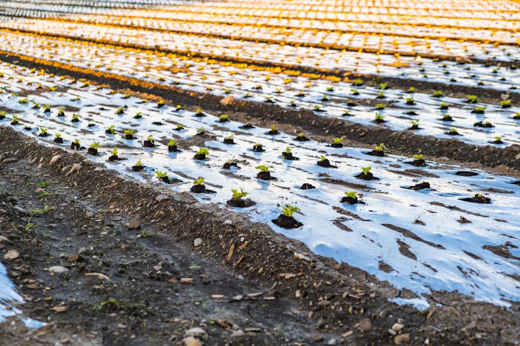 Organic lettuce vegetable farm field covered with plastic mulch at sunset. Cultivation concept