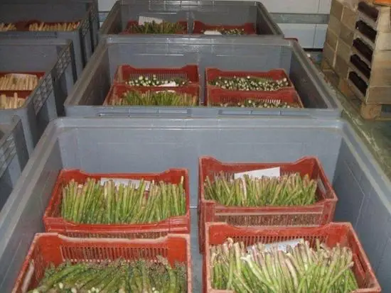 Groen asperge in Janny Box
